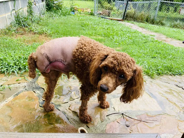 Dalton Animal Care (South) 9