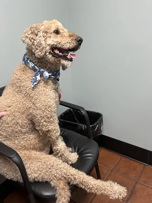 Animal Hospital of Whitfield County 10