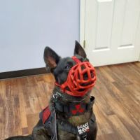 Zutilla Pet Clinic ico