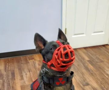 Zutilla Pet Clinic