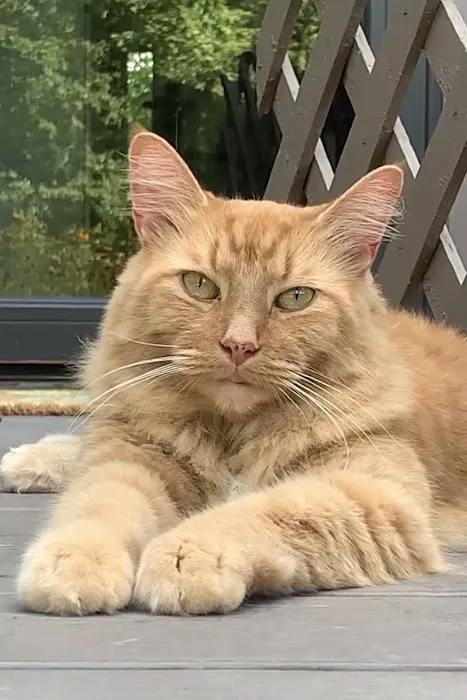 Zutilla Pet Clinic 12