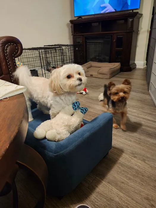 Zutilla Pet Clinic 12