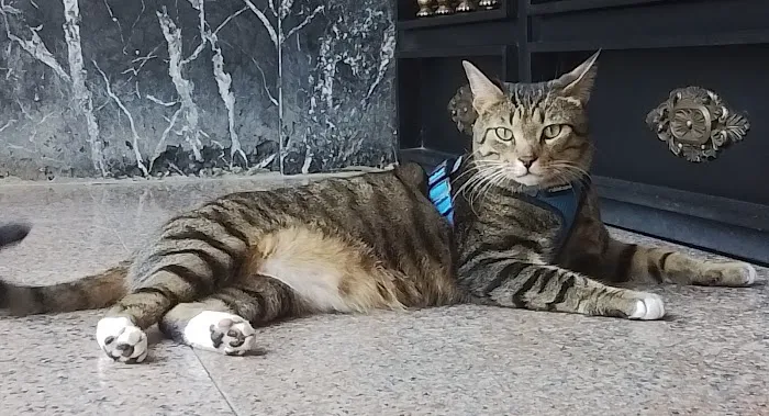 Zutilla Pet Clinic 12