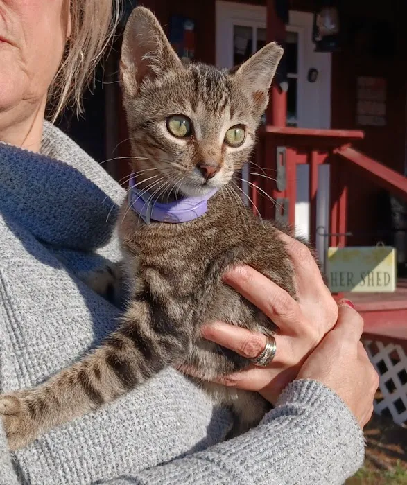 Zutilla Pet Clinic 12