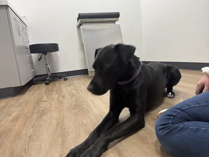 Dogwood Veterinary Medical Center 12