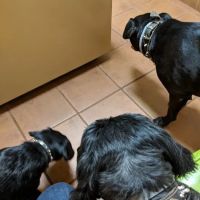 Four Paws Animal Hospital ico