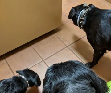 Four Paws Animal Hospital