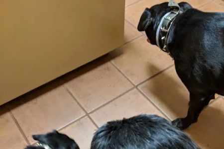 Four Paws Animal Hospital