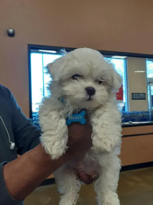 Four Paws Animal Hospital 9