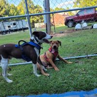 Riverside Veterinary Hospital Inc ico