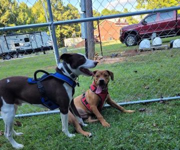 Riverside Veterinary Hospital Inc