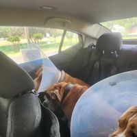Lanett Animal Clinic ico