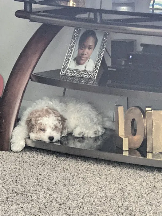 Banfield Pet Hospital 6