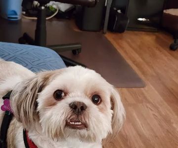 Society of Humane Friends Spay/Neuter Clinic