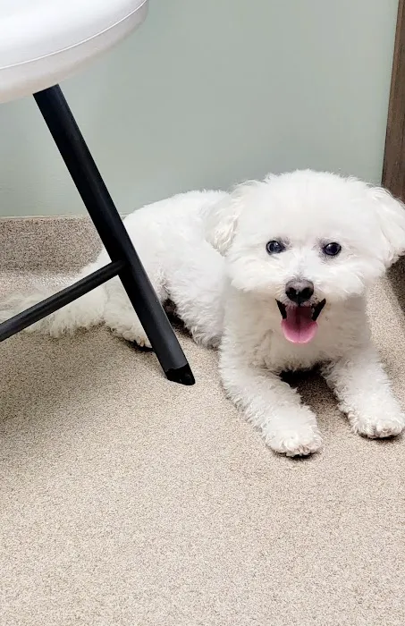 Gwinnett Animal Clinic 2