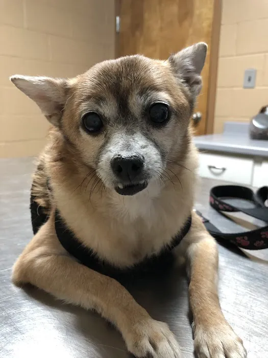 Gwinnett Animal Clinic 1