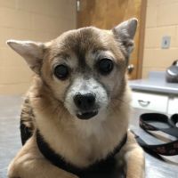 Gwinnett Animal Clinic ico