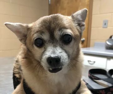 Gwinnett Animal Clinic