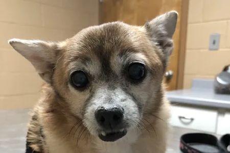 Gwinnett Animal Clinic