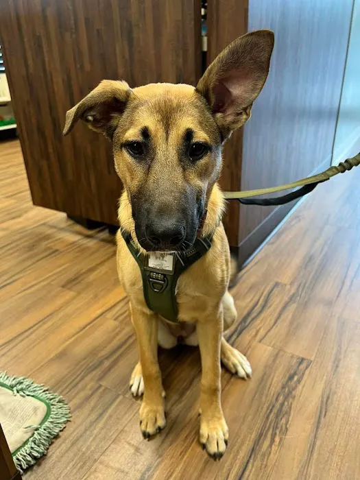 Gwinnett Animal Clinic 5