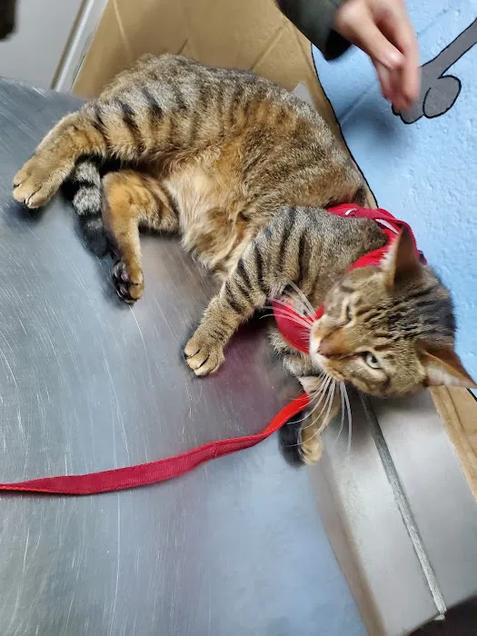 Gwinnett Animal Clinic 10