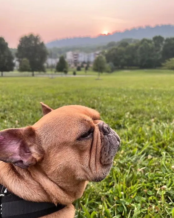 Animal Dermatology Specialists - Chattanooga 12