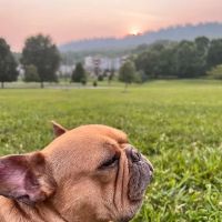 Animal Dermatology Specialists - Chattanooga ico