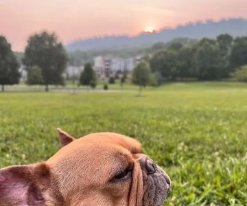 Animal Dermatology Specialists - Chattanooga