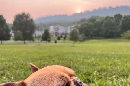 Animal Dermatology Specialists - Chattanooga
