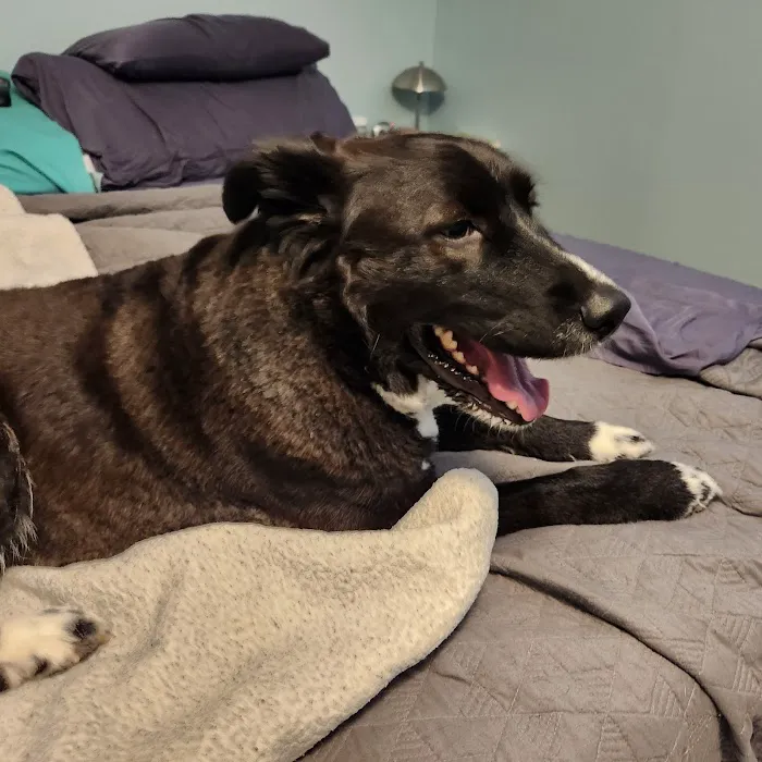 Animal Dermatology Specialists - Chattanooga 12