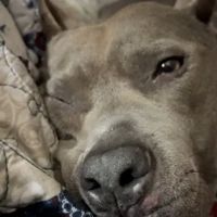 Stanley Mary E DVM ico