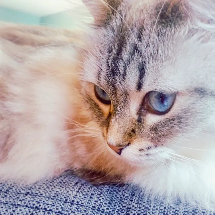 Veterinary Ophthalmology Services, Chattanooga 12