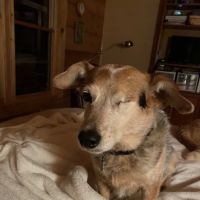 Veterinary Ophthalmology Services, Chattanooga ico