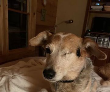 Veterinary Ophthalmology Services, Chattanooga
