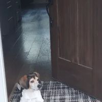 Red Bank Animal Hospital: Boggan Elizabeth DVM ico