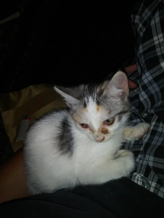 Red Bank Animal Hospital: Boggan Elizabeth DVM 12