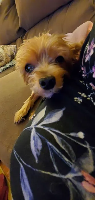 Red Bank Animal Hospital: Boggan Elizabeth DVM 12
