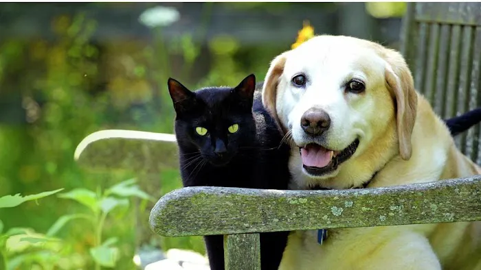 Hixson Pet Wellness Center: Denise Jones D.V.M. 2