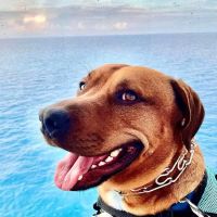 Banfield Pet Hospital ico