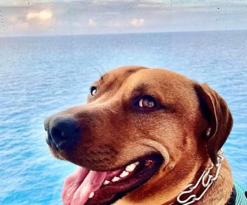 Banfield Pet Hospital
