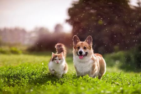 Wolftever Pet Wellness Group | Chattanooga