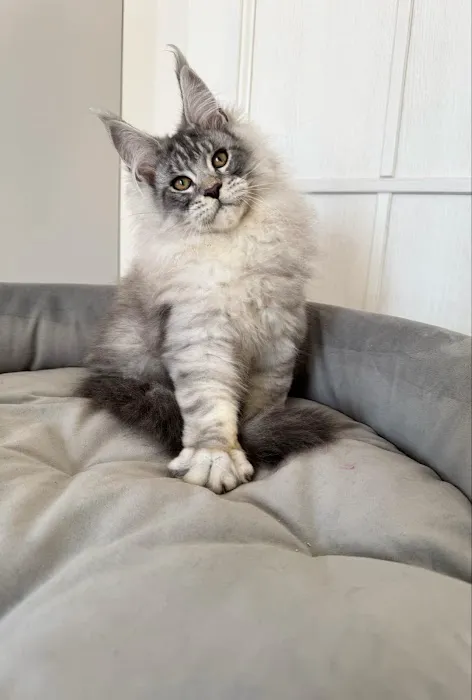 TayTy Maine Coons 1