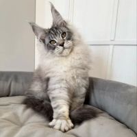 TayTy Maine Coons ico