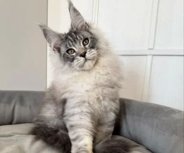 TayTy Maine Coons