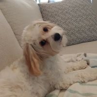 East Brainerd Animal Hospital ico