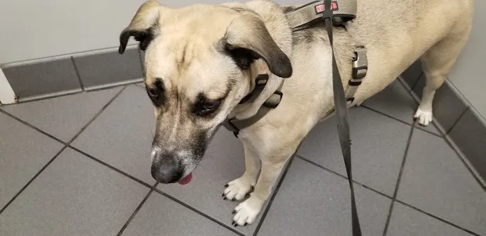 East Brainerd Animal Hospital 5