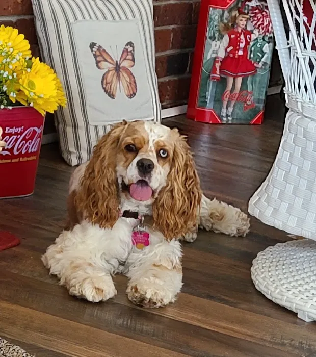 East Brainerd Animal Hospital 7
