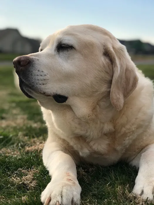 East Brainerd Animal Hospital 4