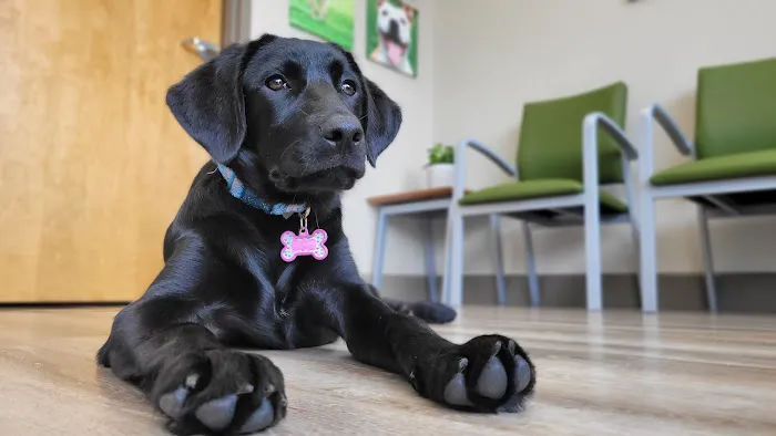 Wolftever Pet Wellness Group | East Hamilton 12