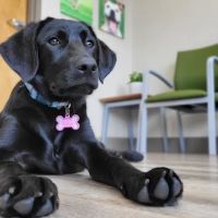 Wolftever Pet Wellness Group | East Hamilton ico
